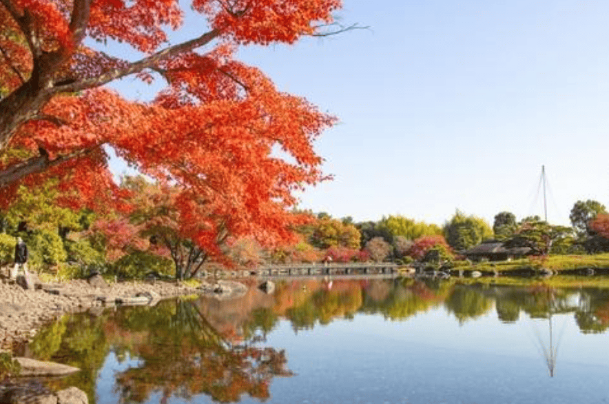 日本紅葉｜7. 昭和紀念公園